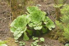 Aeonium