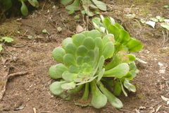 Aeonium