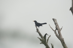 Turdus merula cabrerae