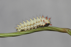 Zerynthia rumina rumina