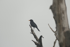 Turdus merula cabrerae