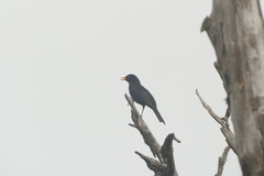 Turdus merula cabrerae