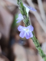Stachytarpheta