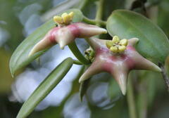 Hoya