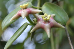 Hoya