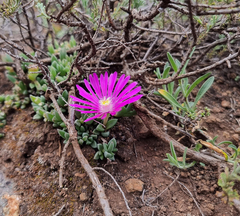 Delosperma cooperi