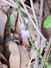 Stachytarpheta
