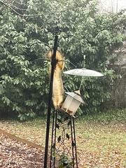 Sciurus niger