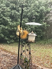 Sciurus niger