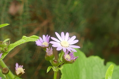 Pericallis steetzii image