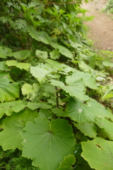 Pericallis steetzii image