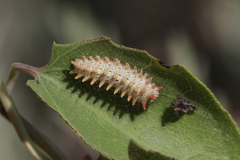 Zerynthia rumina rumina