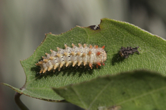 Zerynthia rumina rumina