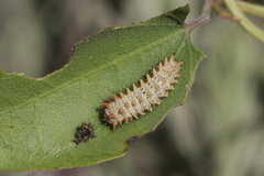 Zerynthia rumina rumina