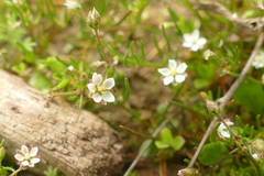 Spergula arvensis image