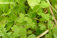 Fumaria