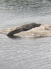 Crocodylus palustris