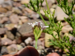 Junellia crithmifolia