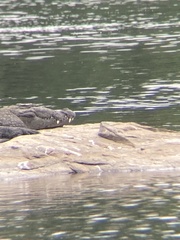 Crocodylus palustris
