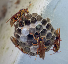 Polistes carnifex carnifex