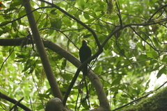 Turdus merula cabrerae