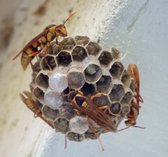 Polistes carnifex carnifex
