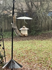 Sciurus carolinensis