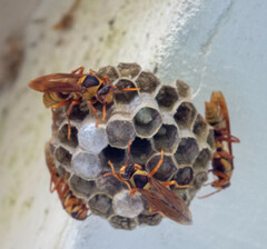Polistes carnifex carnifex