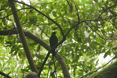 Turdus merula cabrerae