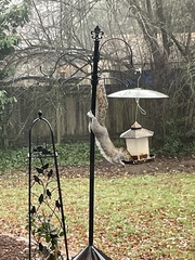 Sciurus carolinensis