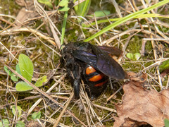 Xylocopa frontalis