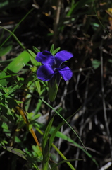 Gentianopsis barbata