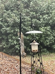 Sciurus carolinensis