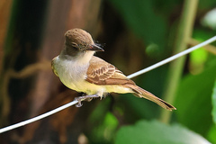 Myiarchus ferox