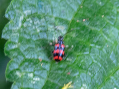 Neolema fasciata