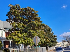 Magnolia grandiflora