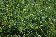 Salix rorida