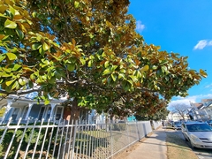 Magnolia grandiflora