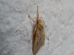 Lophocampa