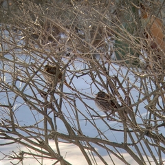 Passerella iliaca iliaca