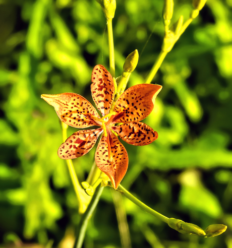 Iris domestica image