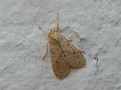 Lophocampa