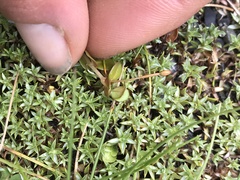 Epilobium brunnescens