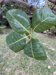 Anacardium occidentale