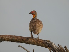 Pternistis leucoscepus
