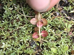 Epilobium brunnescens