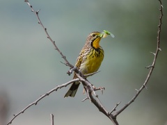 Macronyx aurantiigula