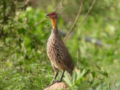 Pternistis leucoscepus