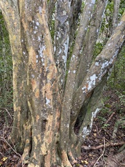 Coccoloba diversifolia