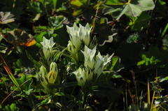 Gentiana algida